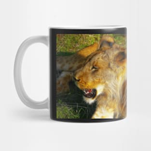 Lion, Zambezi National Park, Zimbabwe Mug